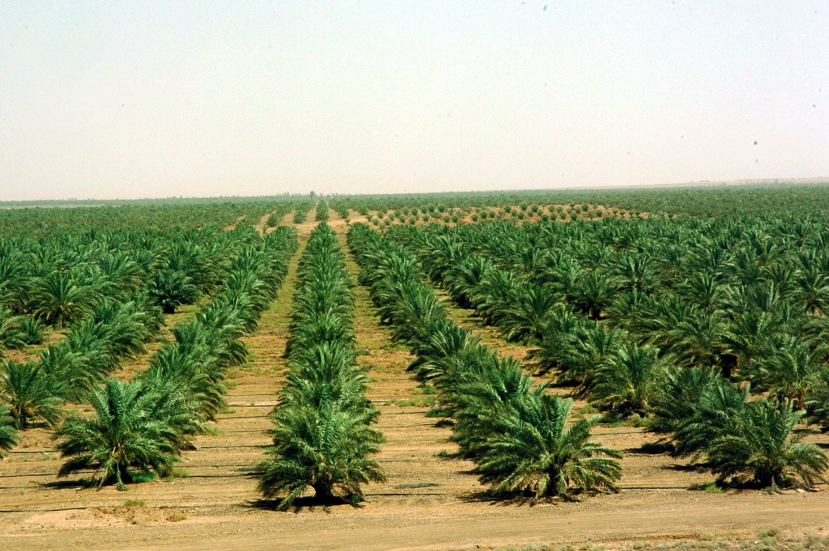 السعودية توقف توزيع الأراضي الزراعية 10 سنوات - أريبيان بزنس