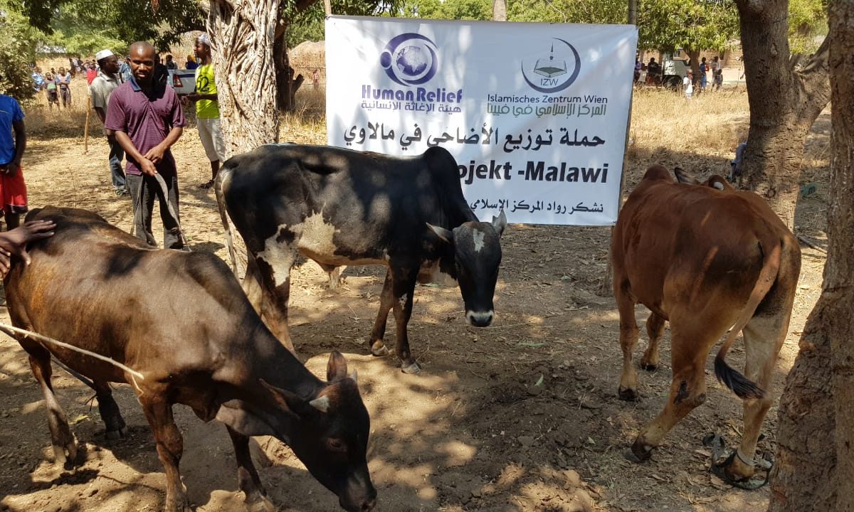 الأبقار في باكستان