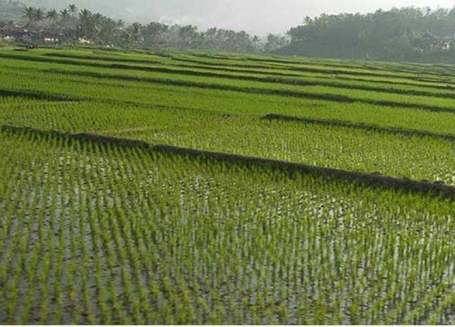 ملياردير سعودي يعيد إطلاق مشروع بقيمة 100 مليون دولار لزراعة الأرز في أثيوبيا أريبيان بزنس