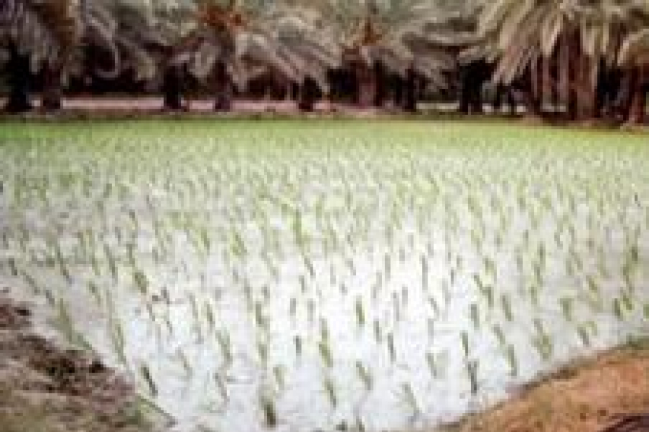 زراعة الأرز في السعودية مهددة بالتوقف بسبب شح المياه أريبيان بزنس