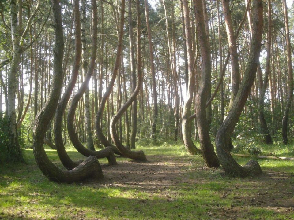 أجمل وأكبر 10 غابات في العالم أريبيان بزنس