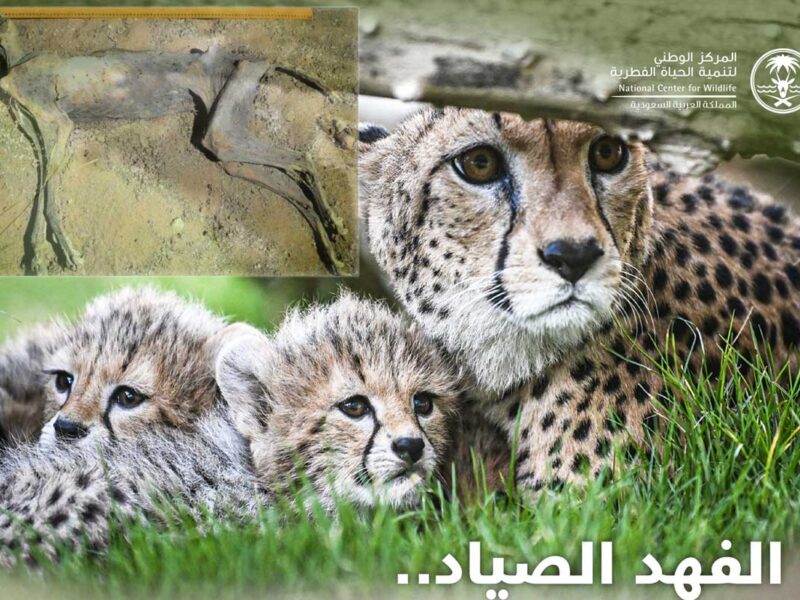 - الفهود -المركز الوطني لتنمية الحياة الفطرية