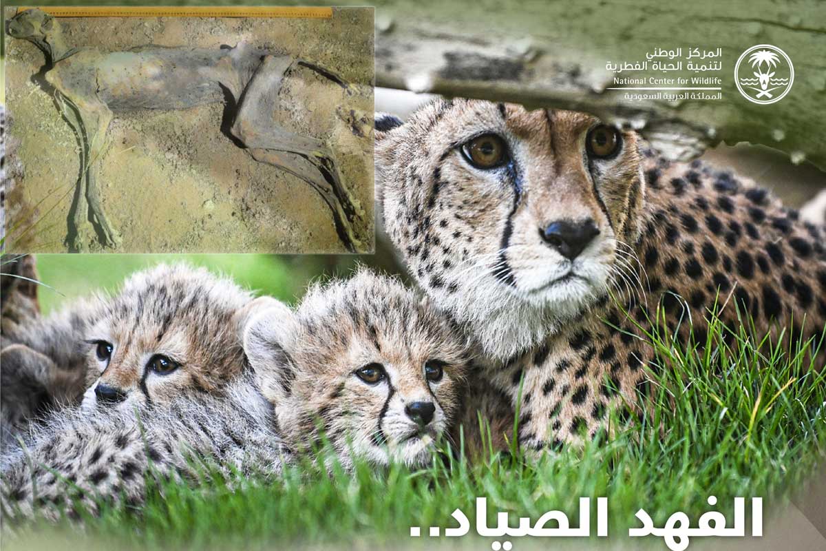 - الفهود -المركز الوطني لتنمية الحياة الفطرية