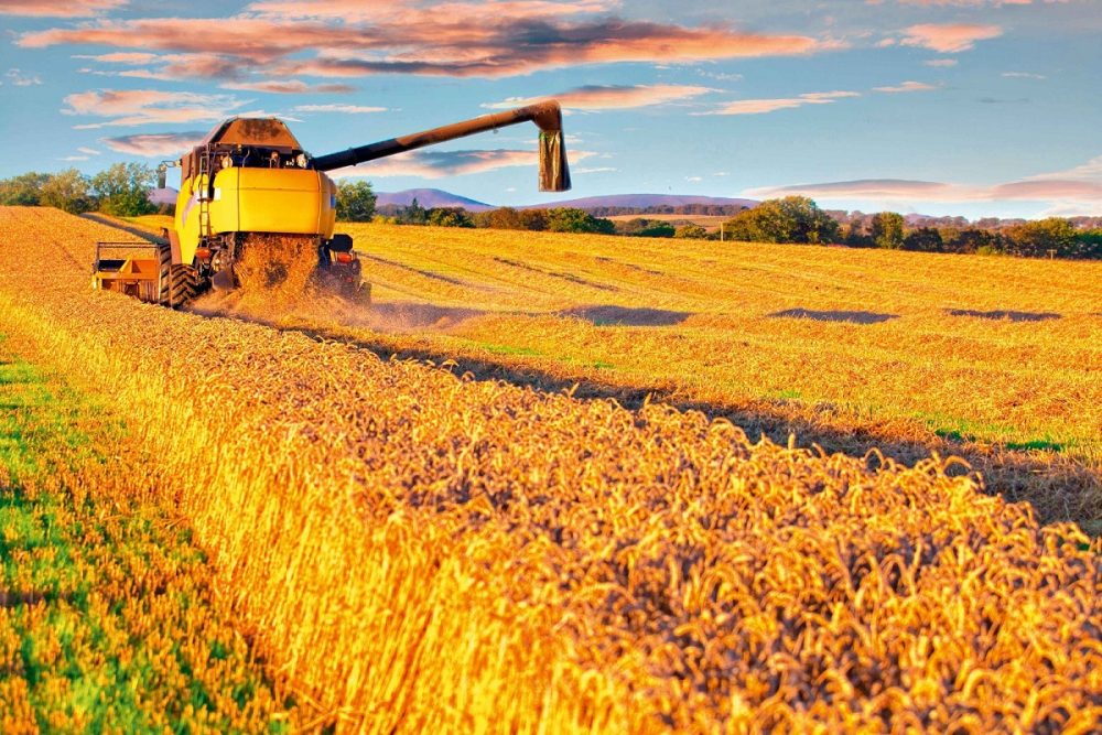 التغير المناخي يعصف بإنتاج القمح عالميا والأسعار.. أقل مخزونات في 9 سنوات