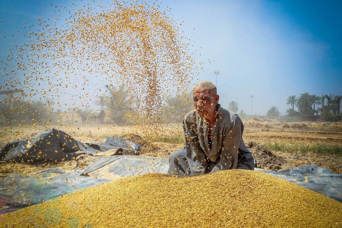 استيراد القمح